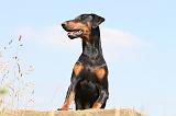 DOBERMANN 1006